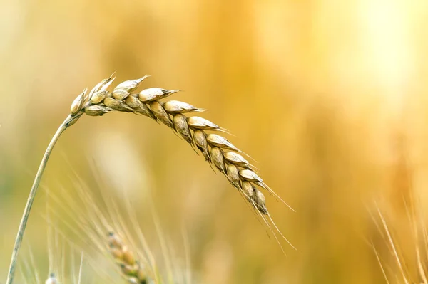 Zblízka Teplé Barvy Zlatožluté Zralé Zaměřil Pšenice Hlavu Slunečný Letní — Stock fotografie
