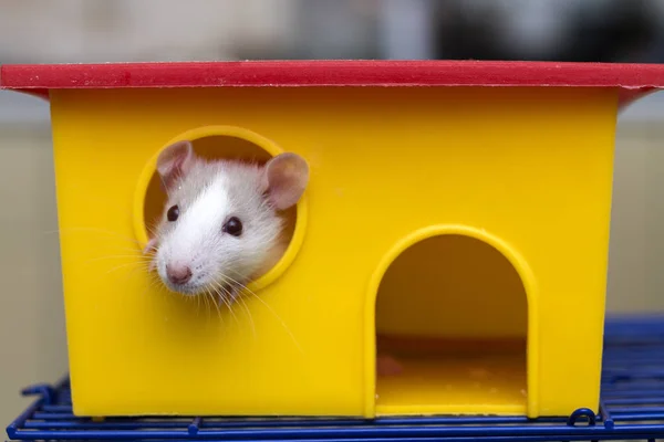 Funny Young White Gray Tame Curious Mouse Hamster Baby Shiny — Stock Photo, Image