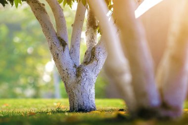 Bulanık yeşil fotokopi arkaplanda, güneşli meyve bahçesinde yetişen beyaz ağaç kabuğu..