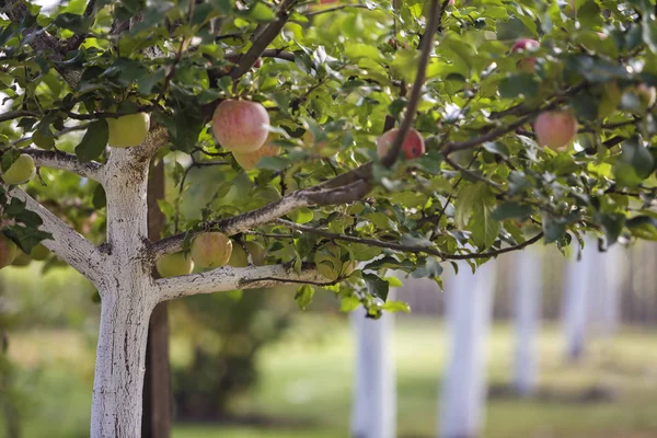 Grandes Manzanas Bonitas Madurando Manzanos Encalados Jardín Huerto Soleado Sobre —  Fotos de Stock