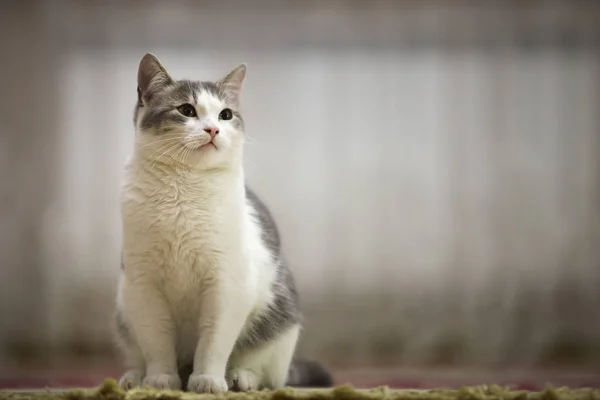 Portrait de beau chat blanc et gris avec les yeux verts assis à l'extérieur regardant droit vers le haut sur fond d'espace de copie ensoleillé lumière floue . — Photo