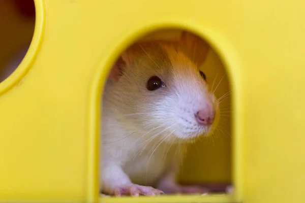 Смешной молодой белый и серый ручной любопытный мышиный хомячок с — стоковое фото