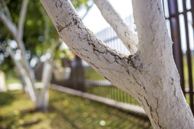 Güneşli meyve bahçesinde bahçe büyüyen meyve ağaçları badanalı kabuğu 