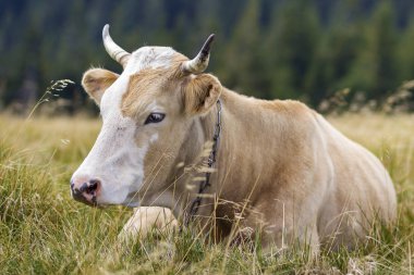 Güneşli mera Fi yeşil çim döşeme güzel beyaz inek Zincirli