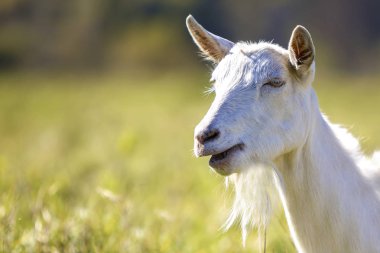 Beyaz keçi sakallı bulanık bokeh arka plan üzerinde portresi. F