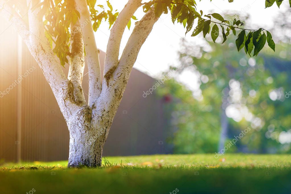 Whitewashed bark of tree growing in sunny orchard garden on blur