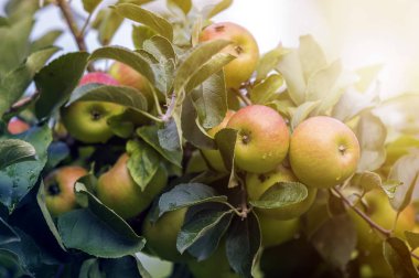 Güzel yeşil elma ile yakın çekim grup çiğ hangi damla
