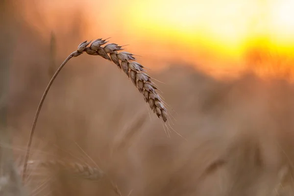 Primer plano de las cabezas de trigo focalizadas en amarillo dorado de color cálido —  Fotos de Stock