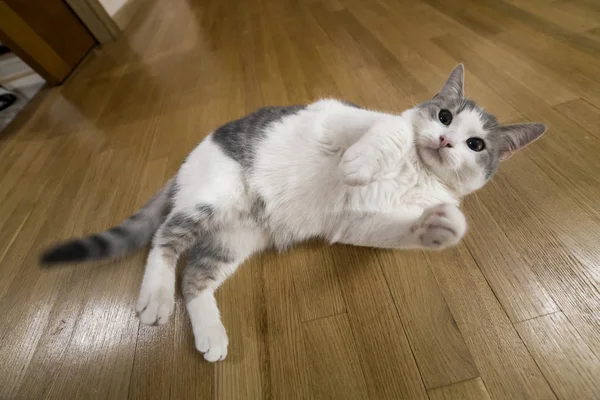 Joven agradable pequeño blanco y gris gato doméstico gatito puesta relajarse —  Fotos de Stock
