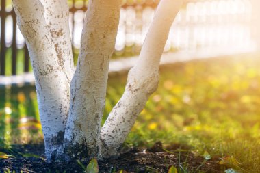 Güneşli meyve bahçesinde üzerinde bahçe büyüyen ağaç badanalı kabuğu bulanıklık