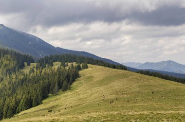 Odunsu mou arka plan üzerinde inekler otlatma ile yeşil çayır çimen