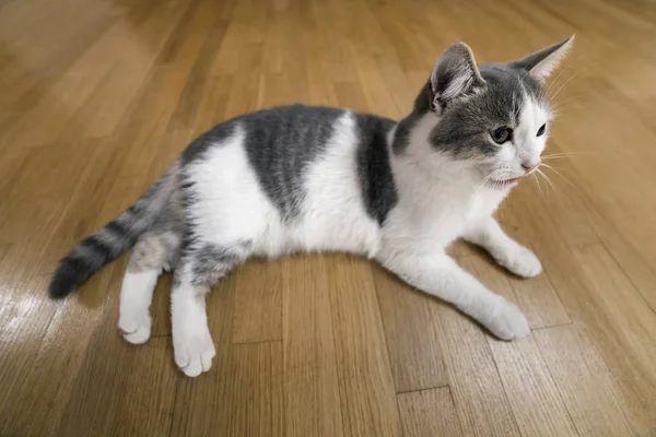 Joven gatito gato pequeño blanco y gris doméstico tendido relajado en el suelo de madera en el interior. Mantener mascota animal en casa, concepto . — Foto de Stock