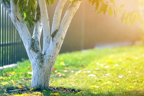 日当たりの良い果樹園の庭で成長している木の樹皮を白塗りのぼかし — ストック写真