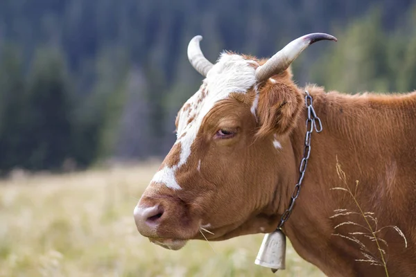 Gran cabeza de vaca marrón retrato primer plano en verde pastos soleados fiel — Foto de Stock