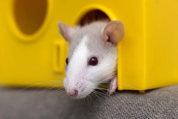 Funny young white and gray tame curious mouse hamster baby with — Stock Photo, Image