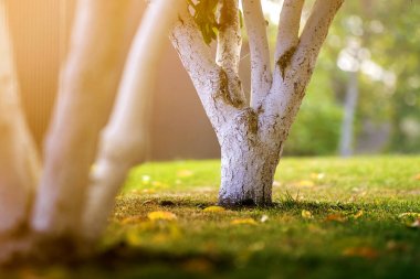 Güneşli meyve bahçesinde üzerinde bahçe büyüyen ağaç badanalı kabuğu bulanıklık