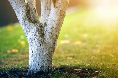Güneşli meyve bahçesinde üzerinde bahçe büyüyen ağaç badanalı kabuğu bulanıklık
