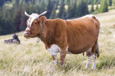 Güneşli mera Fi yeşil çim döşeme güzel beyaz inek Zincirli
