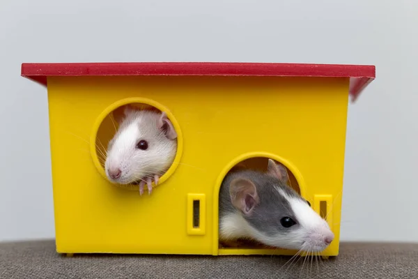 Zwei lustige weiße und graue zahme neugierige Mäusehamster mit glänzenden — Stockfoto