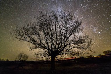 Kırsal manzara geceleri. Karanlık ağaçların ile siyah yıldızlı gökyüzü altında