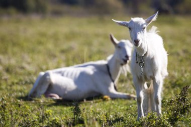 İki beyaz sakallı keçi yeşil çayır çim parlak üzerinde otlatma 
