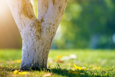 Güneşli meyve bahçesinde üzerinde bahçe büyüyen ağaç badanalı kabuğu bulanıklık