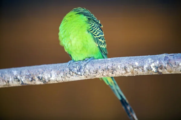 Pasăre papagal mic verde strălucitor, așezat pe ramura copacului pe blurre — Fotografie, imagine de stoc