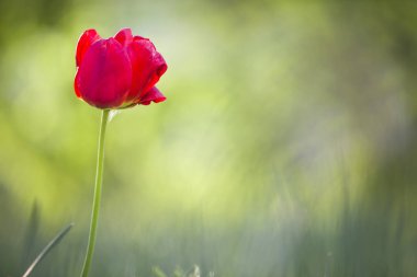 Bulanık gr yüksek sap üzerinde çiçek parlak pembe kırmızı lale çiçeği