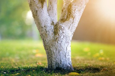 Güneşli meyve bahçesinde üzerinde bahçe büyüyen ağaç badanalı kabuğu bulanıklık