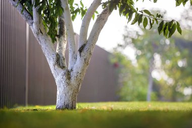 Güneşli meyve bahçesinde üzerinde bahçe büyüyen ağaç badanalı kabuğu bulanıklık