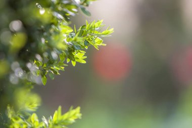 Bulanık col parlak taze yeşil dekoratif boxwood çalı brunch