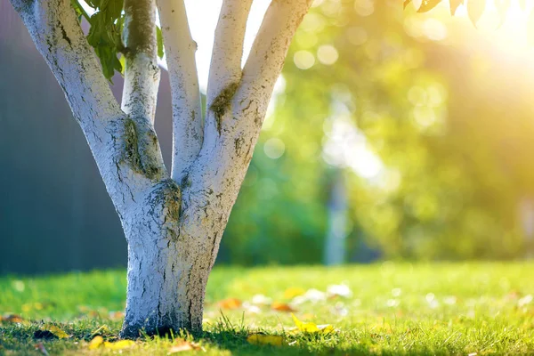 Güneşli meyve bahçesinde üzerinde bahçe büyüyen ağaç badanalı kabuğu bulanıklık