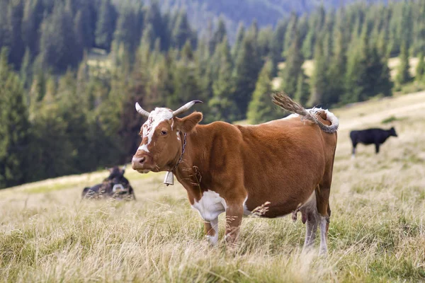 Brown cow standing in green grass on sunny pasture field bright