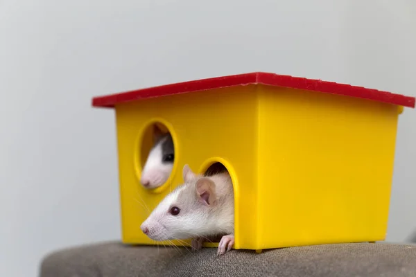 Twee grappige witte en grijze tamme nieuwsgierige muizen hamsters met glanzend — Stockfoto