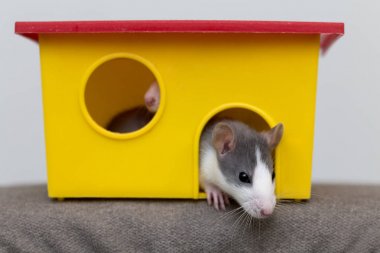 Komik genç beyaz ve gri uysal merak fare hamster bebekle 