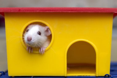 Komik Genç beyaz ve gri uysal merak fare hamster bebek parlak gözlü parlak sarı kafes penceresinden bakıyor. Evde beslenen hayvan arkadaş evde bakım ve sevgi hayvanlar kavramı için tutmak.