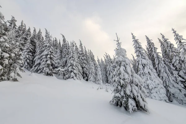 Piękny zimowy krajobraz górski. Wysokie świerk pokryte w — Zdjęcie stockowe