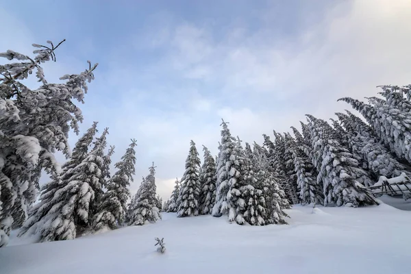 Linda paisagem de montanha de inverno. Árvore de abeto verde escuro — Fotografia de Stock