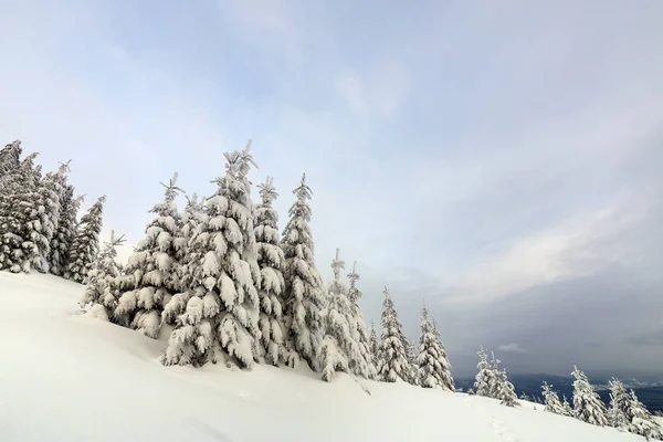 Schöne winterliche Berglandschaft. große dunkelgrüne Fichte — Stockfoto