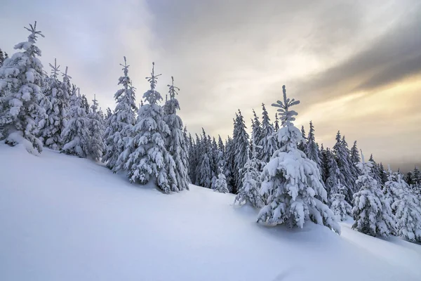 Vackra vinter bergslandskap. Tall mörkgrönt Gran träd — Stockfoto