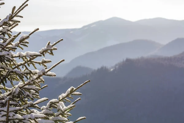 Gros plan de la branche de pin avec des aiguilles vertes recouvertes de wi — Photo