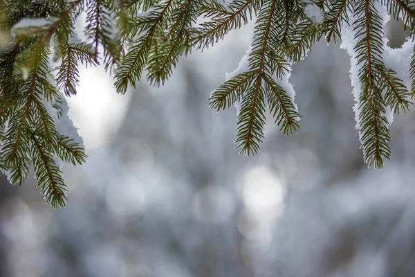 深い新鮮なclで覆われた緑の針を持つ松の木の枝 — ストック写真