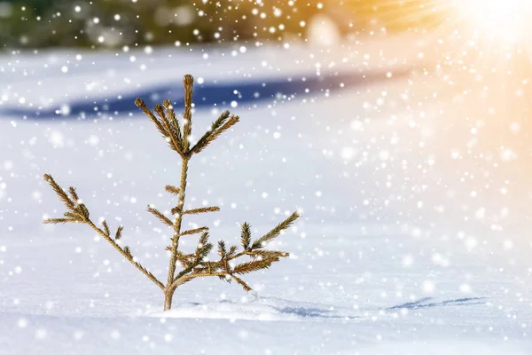 Linda paisagem incrível montanha de inverno de Natal. Pequeno você — Fotografia de Stock