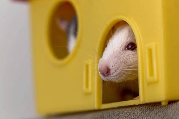 Funny young white and gray tame curious mouse hamster baby with — Stock Photo, Image