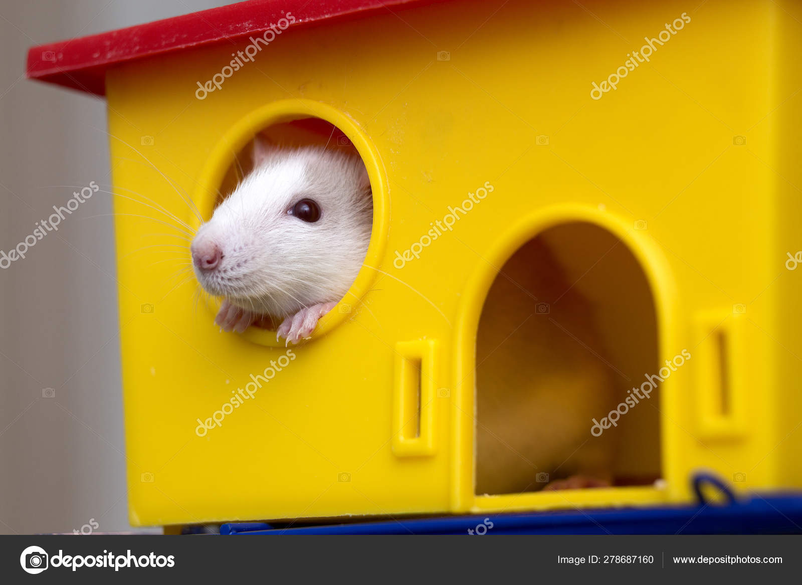 Fundo Um Hamster Está Vestido De Terno E Gravata Sentado No Trono, Hamster,  Traje, Gravata Imagem de plano de fundo para download gratuito, image size:1600x1167