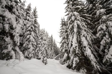 Güzel kış manzarası. Uzun boylu koyu ile yoğun dağ ormanı