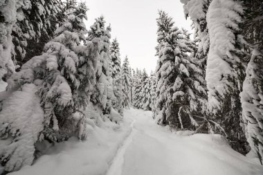 Güzel kış manzarası. Uzun boylu koyu ile yoğun dağ ormanı