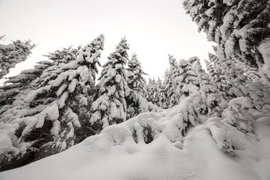 Güzel kış manzarası. Uzun boylu koyu ile yoğun dağ ormanı
