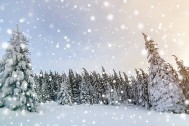 Güzel kış dağ manzara. Yüksek Ladin ağaçları kapalı w