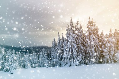 Güzel kış dağ manzara. Uzun boylu koyu yeşil Ladin ağacı